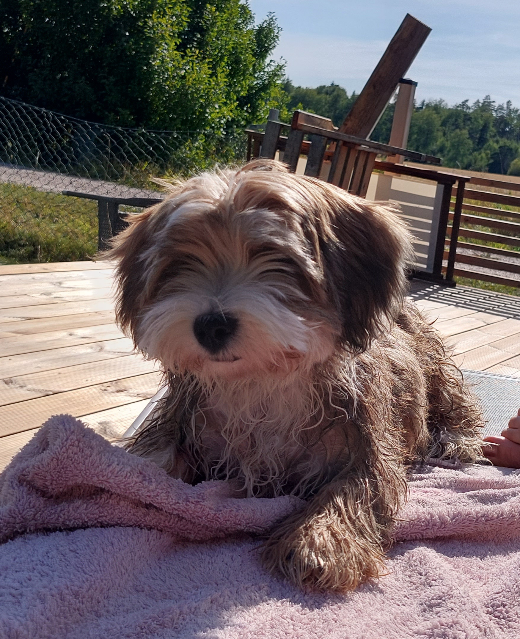 Bichon havanais kennel sale